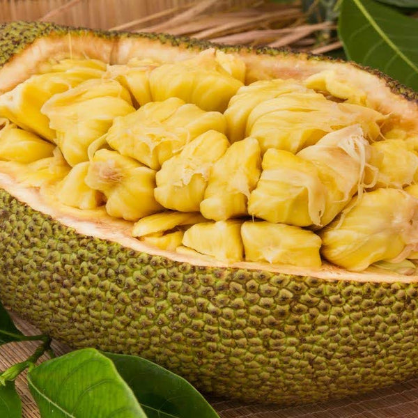 Hybrid Jackfruit - Golden Pillow Jackfruit Exotic Fruit Plant
