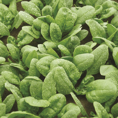 Palak Spinach " Cello  " Exotic 20 Vegetable Seeds