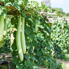 Kakri Melon 
