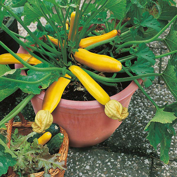 Zucchini " Buckingham  " Exotic 10 Vegetable Seeds
