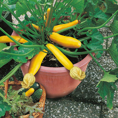 Zucchini " Buckingham  " Exotic 10 Vegetable Seeds