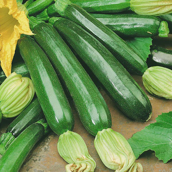 Zucchini " Firenze  " Exotic 10 Vegetable Seeds