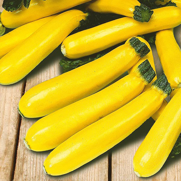 Zucchini " Soleil  " Exotic 10 Vegetable Seeds
