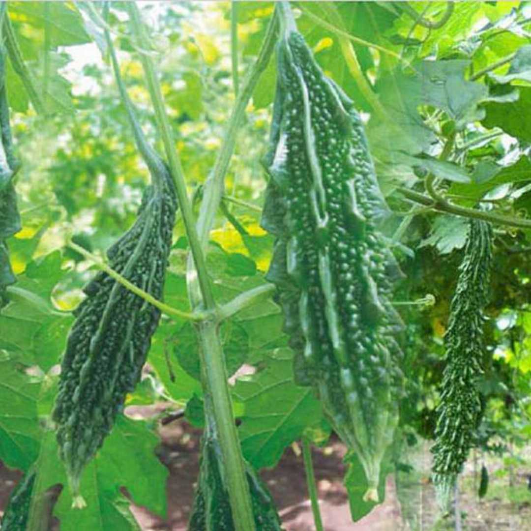 Bittergourd " Chu-Chu 415  " Exotic 10 Vegetable Seeds