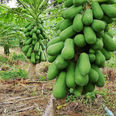 Papaya 