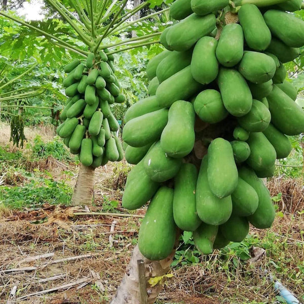 Papaya 