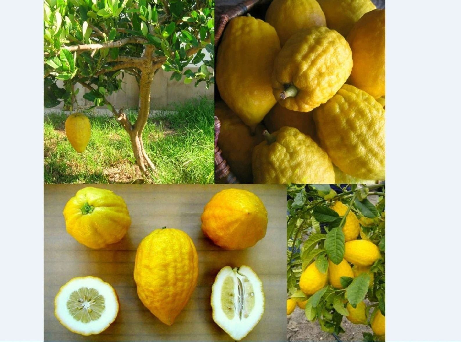 Lemon " Ganapathy Lemon  " Exotic 10 Fruit Seeds