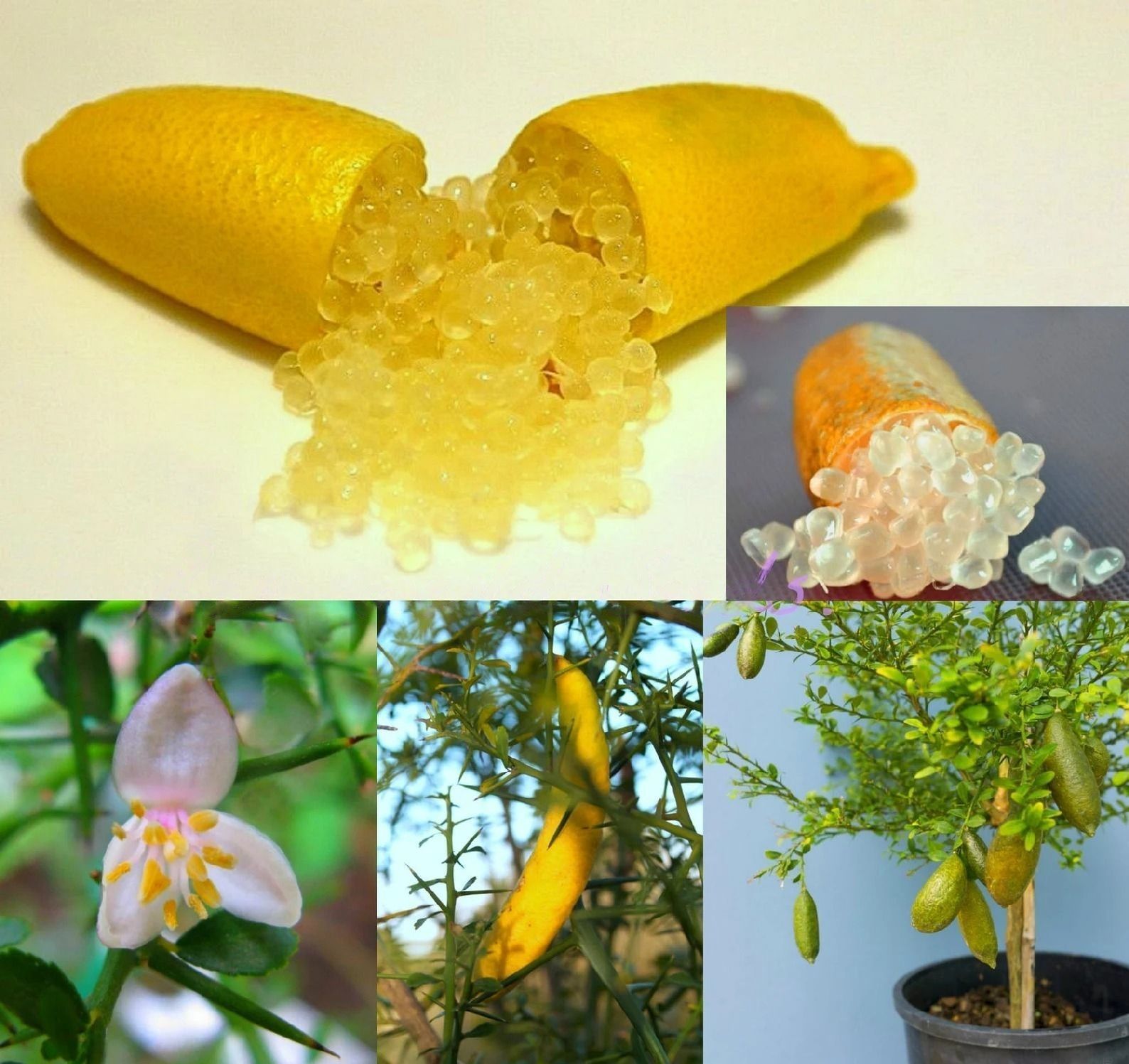 Lemon " Australian Finger Lemon  " Exotic 10 Fruit Seeds