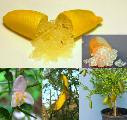 Lemon " Australian Finger Lemon  " Exotic 10 Fruit Seeds