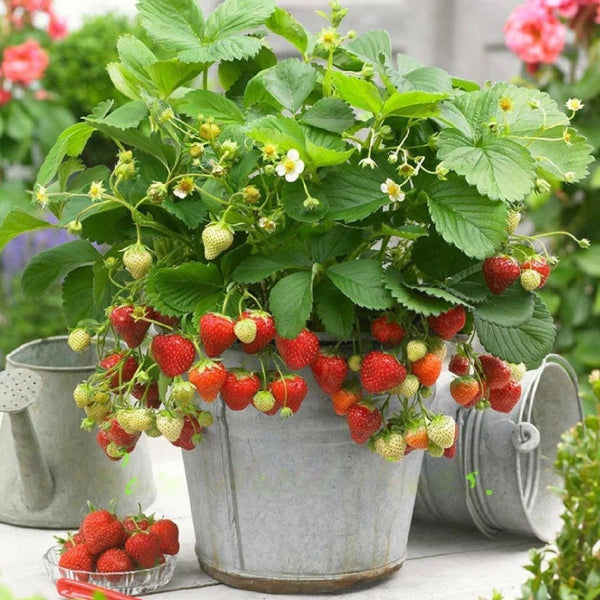 Strawberry 