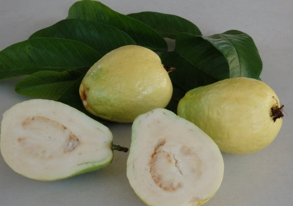 Guava " China Pear  " Exotic 40 Fruit Seeds