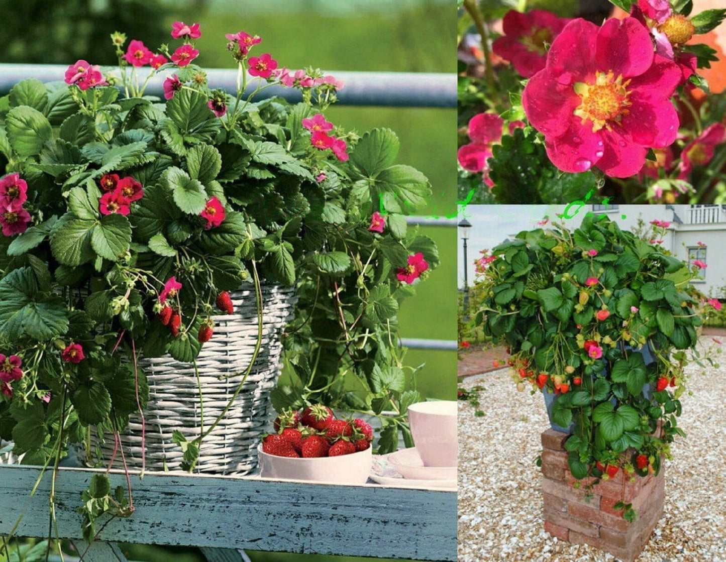 Strawberry " TOSCANA  " Exotic 30 Fruit Seeds