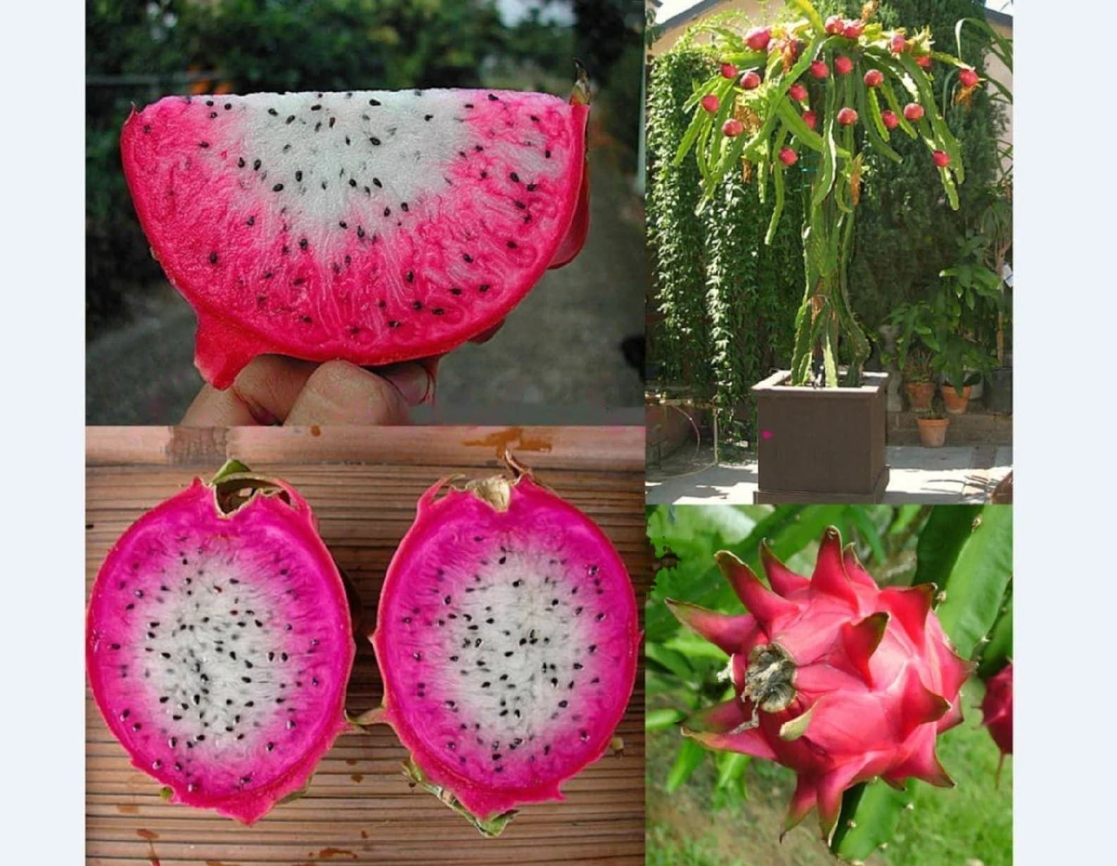 Dragon " Asunta 24  " Exotic 30 Fruit Seeds