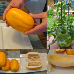 Melon 