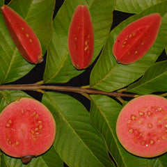 Guava 