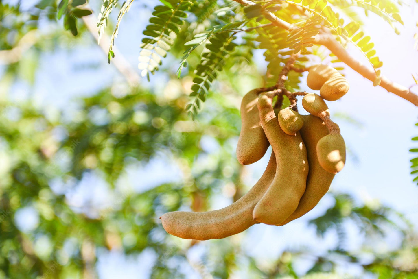 Tamarind " Sweet  " Exotic 10 Fruit Seeds