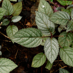 Murikkoty ( Strobilanthes alternata ) Medicinal Plant