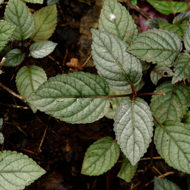 Murikkoty ( Strobilanthes alternata ) Medicinal Plant