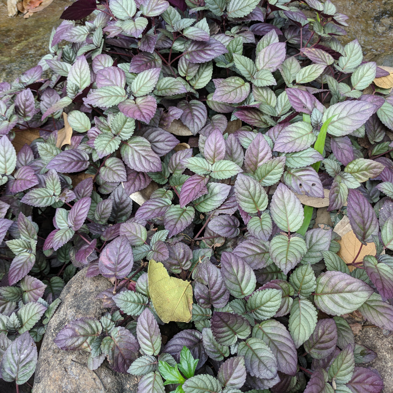 Murikkoty ( Strobilanthes alternata ) Medicinal Plant