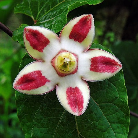 Adapathiyan ( Holostemma ada-kodien ) Medicinal Plant