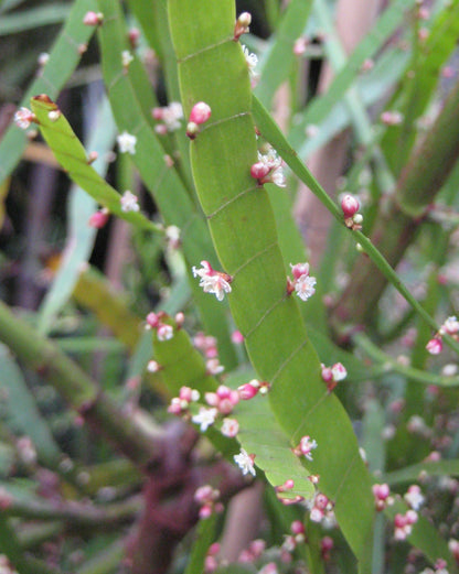 Pazhuthara Chedi ( Homalocladium platycladum ) Medicinal Plant