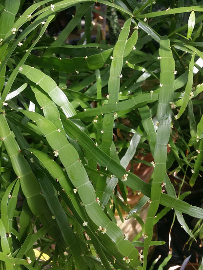 Pazhuthara Chedi ( Homalocladium platycladum ) Medicinal Plant