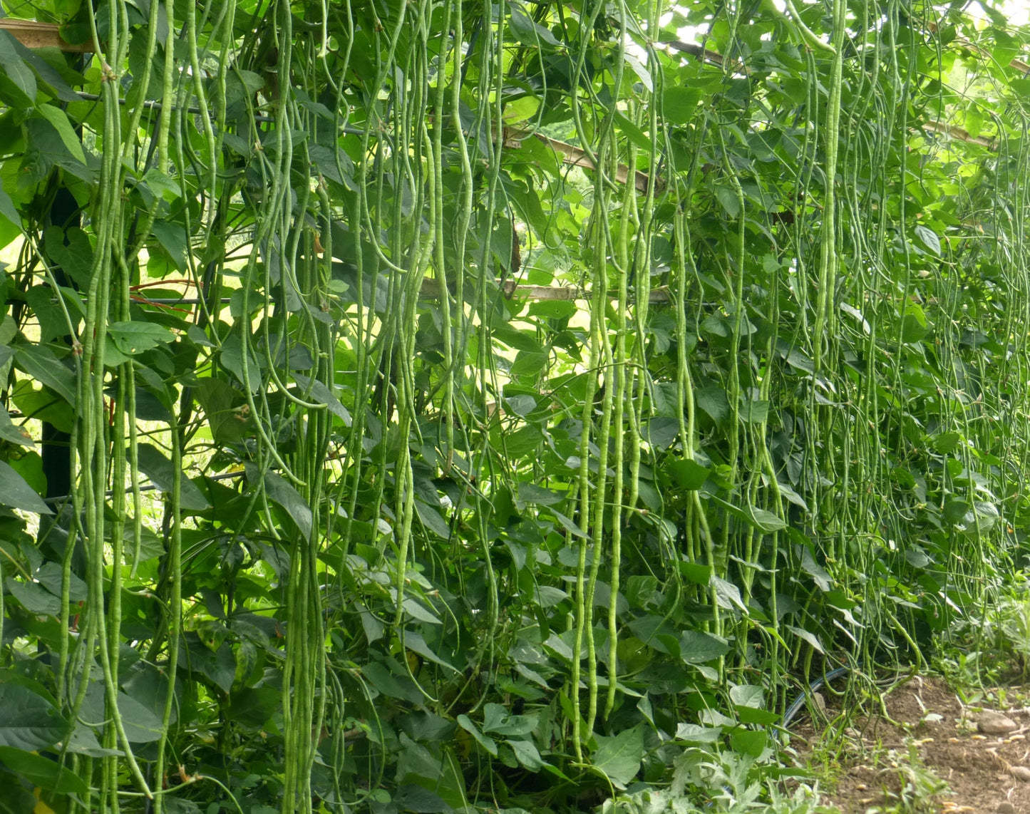 Yard Long Bean " Arka Mangala  " Exotic 20 Vegetable Seeds