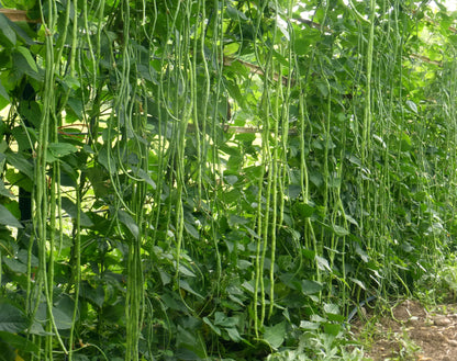 Yard Long Bean " Arka Mangala  " Exotic 20 Vegetable Seeds