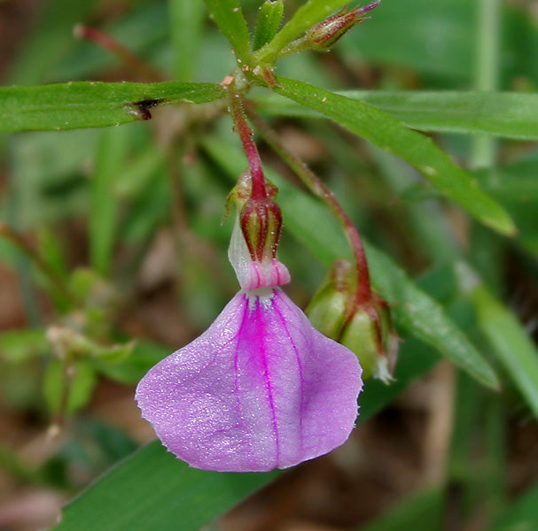 Orilathaamara ( Hybanthus enneaspermus ) Medicinal Plant
