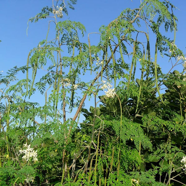 Drumstick Moringa 