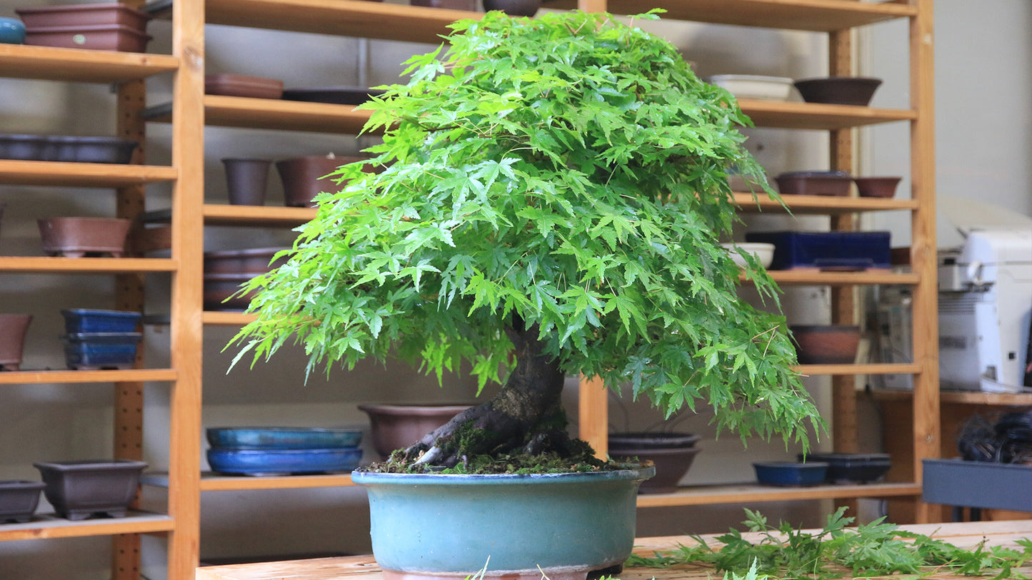 Maple " Green Maple  " Exotic 10 Tree Seeds