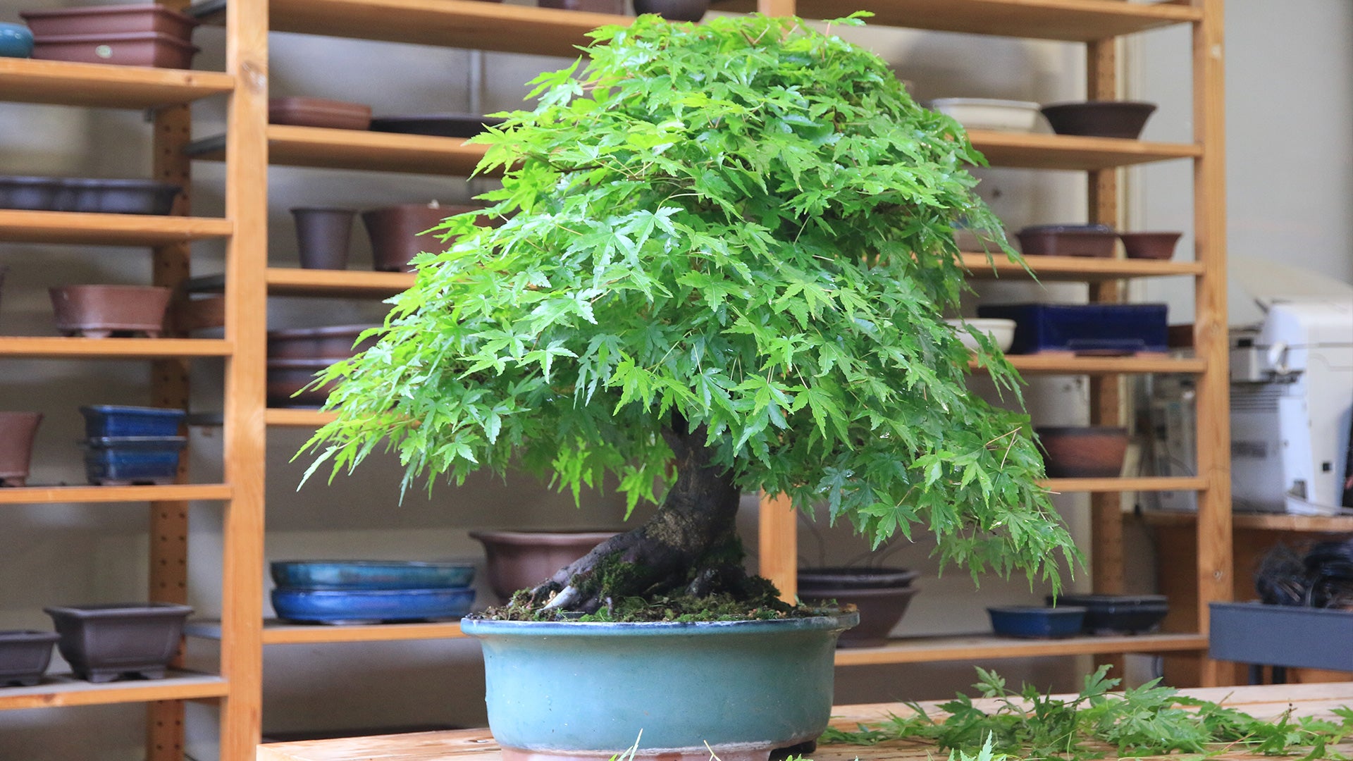 Maple " Green Maple  " Exotic 10 Tree Seeds