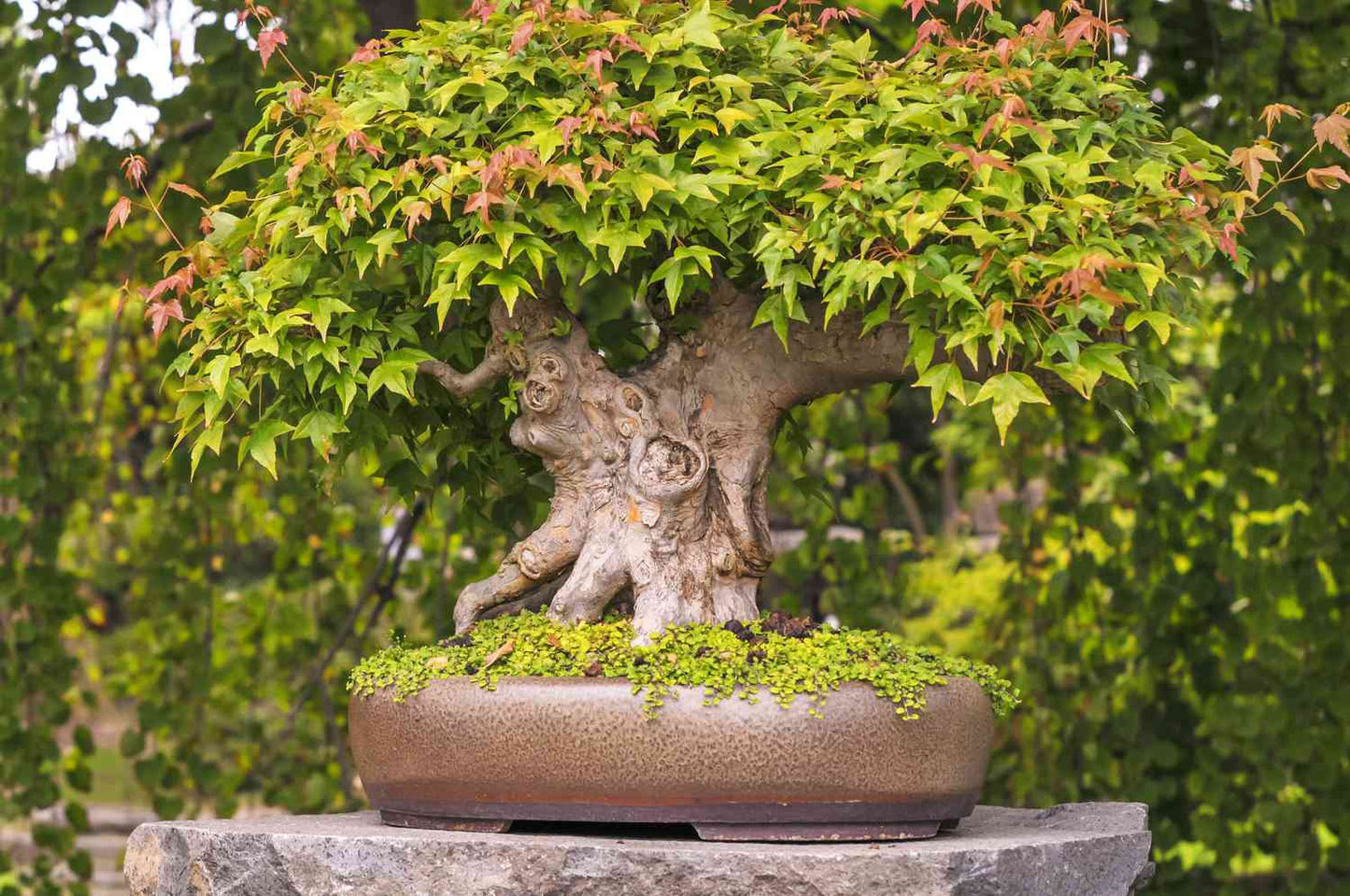 Maple " Japanese Maple  " Exotic 10 Tree Seeds