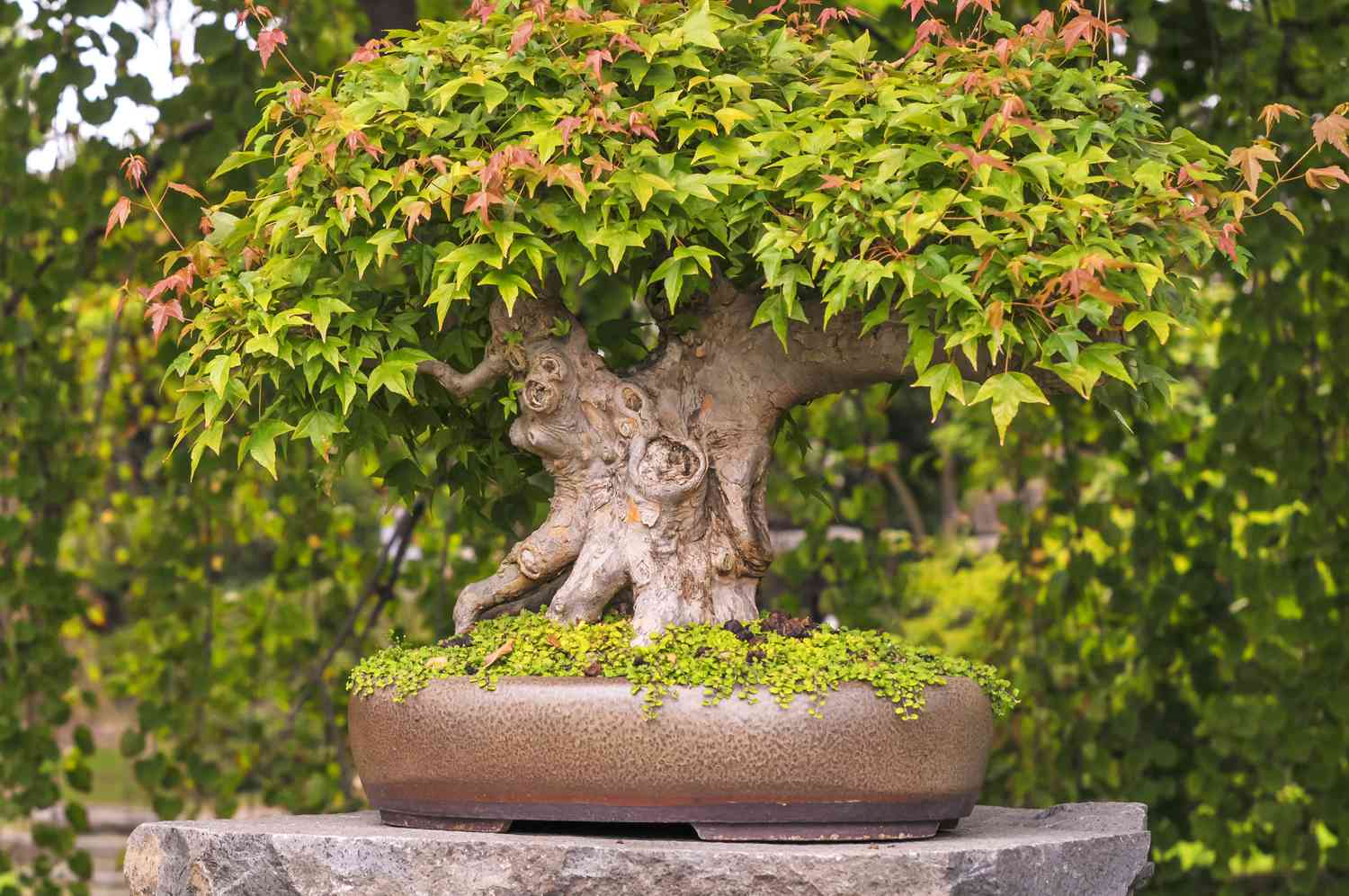 Maple " Japanese Maple  " Exotic 10 Tree Seeds