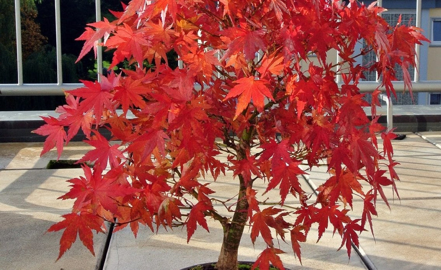 Maple " Amur Maple  " Exotic 10 Tree Seeds