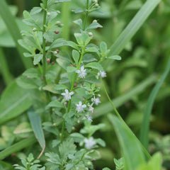 Kallurukki ( Scoparia dulcis ) Medicinal Plant
