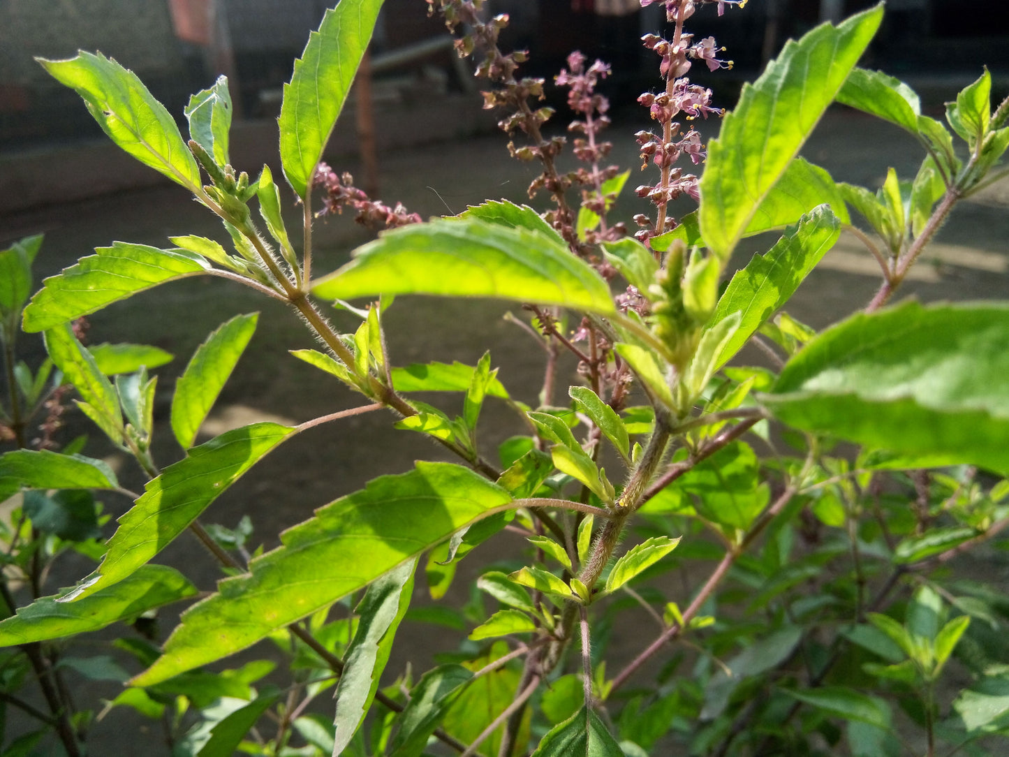 Thulasi ( Ocimum sanctum ) Medicinal Plant