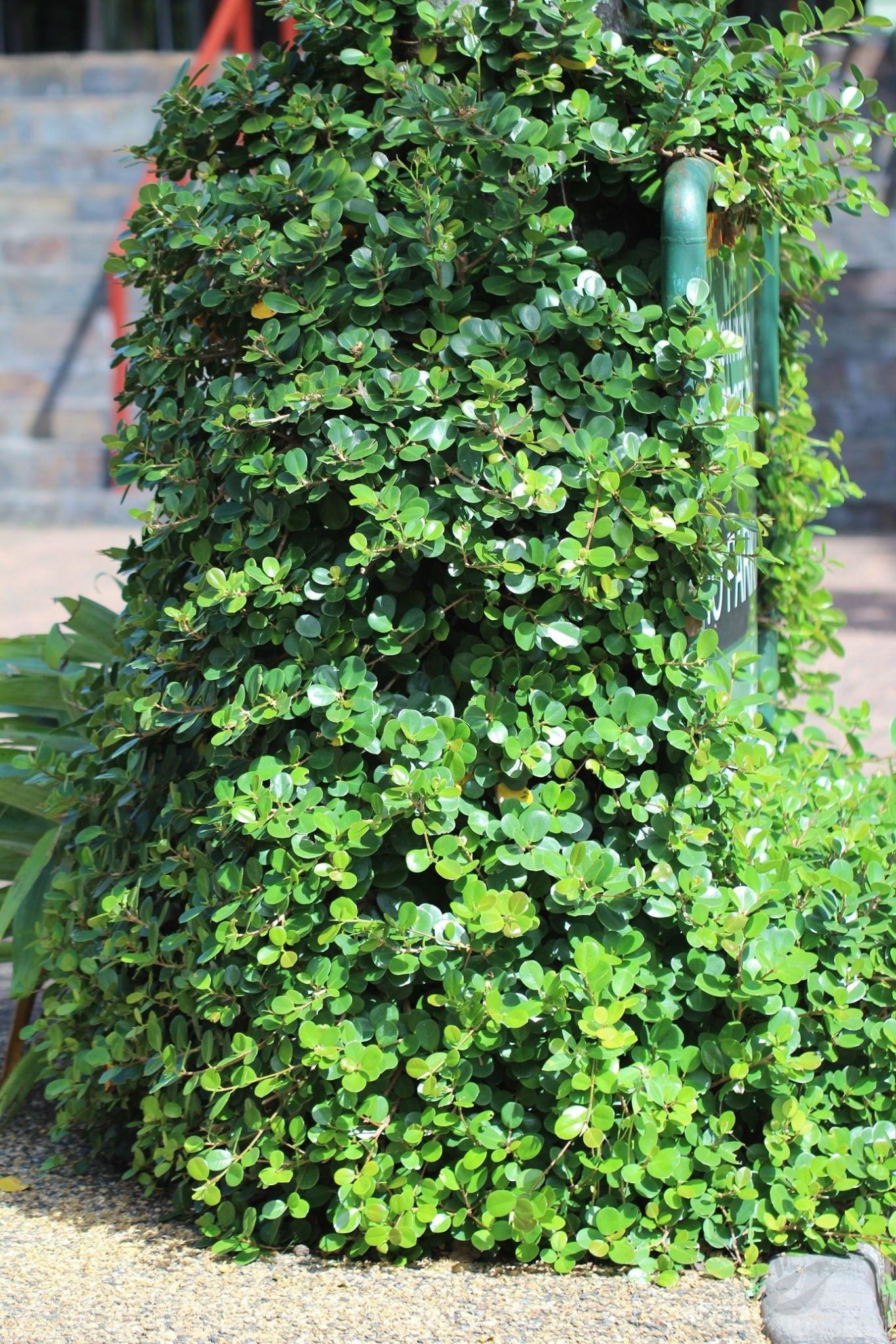 Ithi Plant ( Ficus microcarpa ) Medicinal Plant