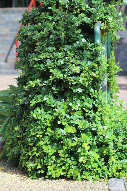 Ithi Plant ( Ficus microcarpa ) Medicinal Plant