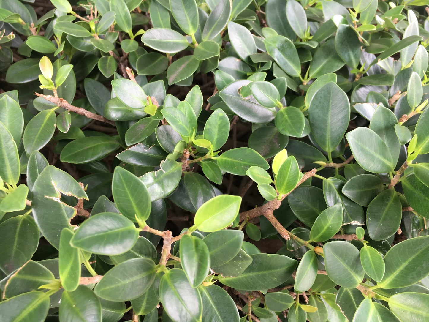 Ithi Plant ( Ficus microcarpa ) Medicinal Plant