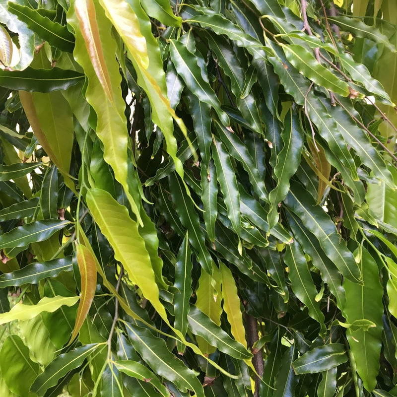 Ashoka Tree ( Polyalthia longifolia ) Medicinal Plant