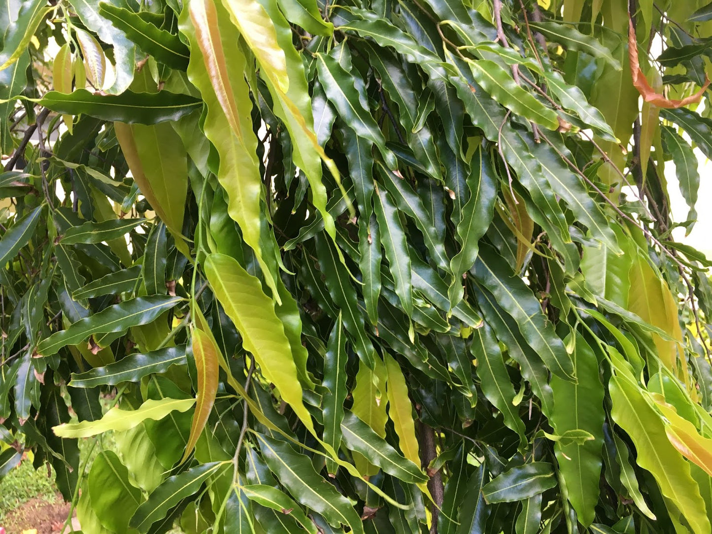 Ashoka Tree ( Polyalthia longifolia ) Medicinal Plant