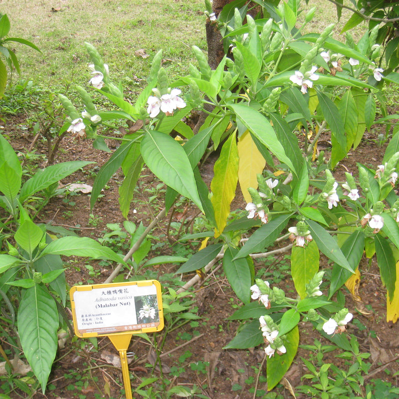 Adalodakam ( Justicia adhatoda ) Medicinal Plant