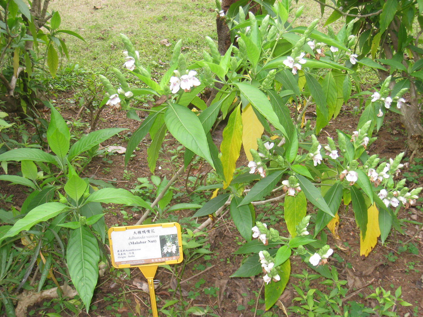 Adalodakam ( Justicia adhatoda ) Medicinal Plant