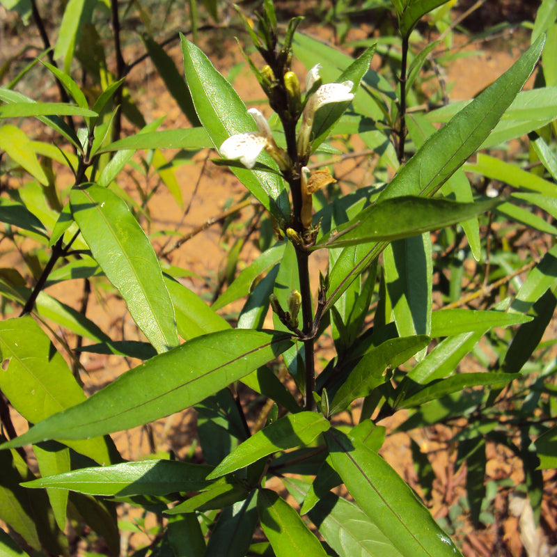 Vaathamkolli ( Justicia gendarussa ) Medicinal Plant