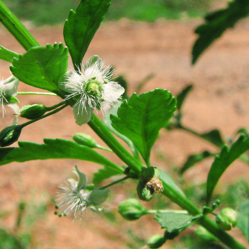 Kallurukki ( Scoparia dulcis ) Medicinal Plant