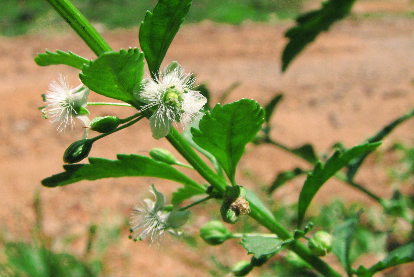 Kallurukki ( Scoparia dulcis ) Medicinal Plant