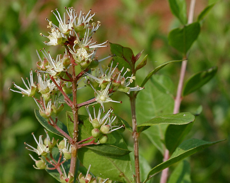 Mailanji ( Lawsonia inermis ) Medicinal Plant