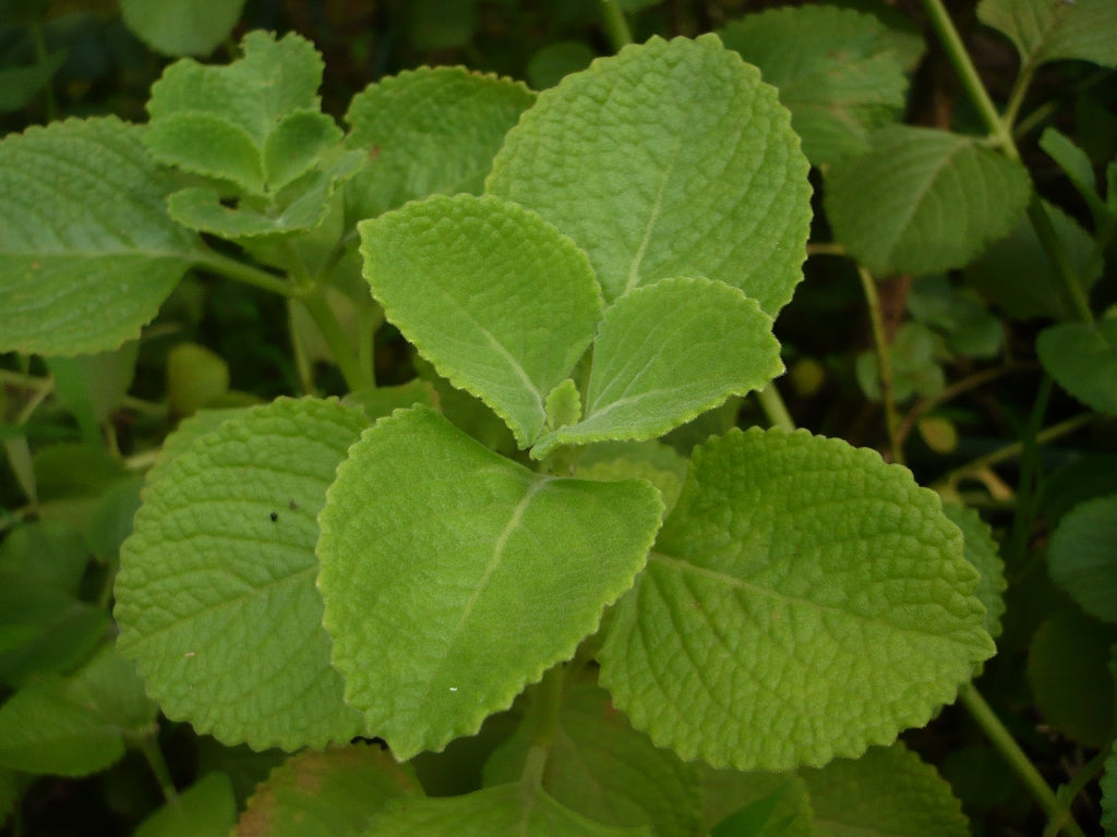 Iruveli ( Coleus zeylanicus ) Medicinal Plant