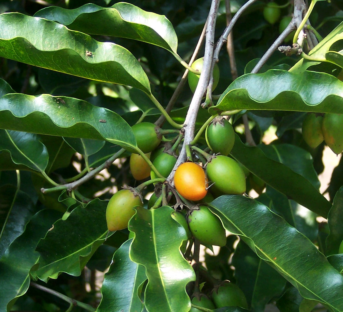 Elengi ( Mimusops elengi ) Medicinal Plant
